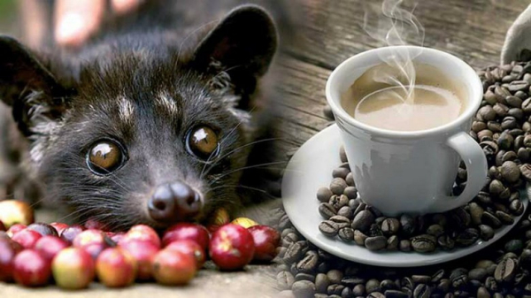 Cà Phê Chồn Kopi Luwak Bali Có Đáng Giá Không? Sự Thật