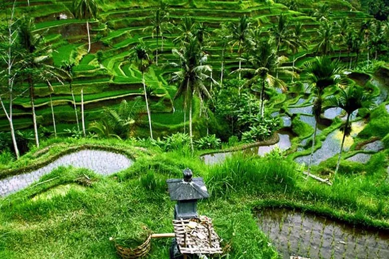 Khách ngồi nghỉ tại ruộng bậc thang Tegallalang, Ubud — cảnh đẹp và không khí mát mẻ