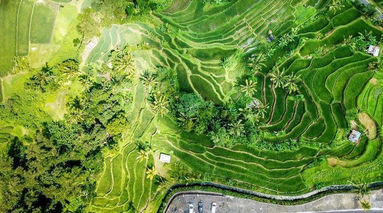 Ruộng bậc thang Jatiluwih nhìn từ trên cao vào buổi sáng