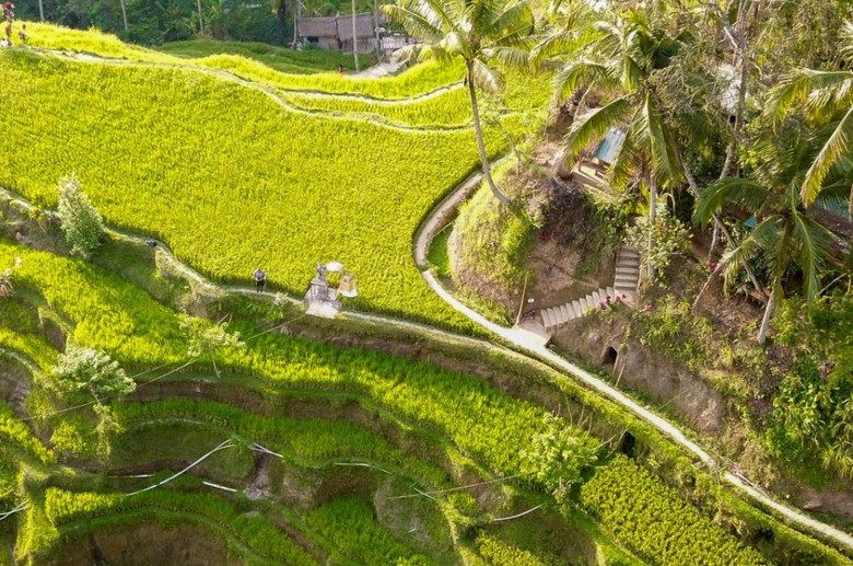Ruộng bậc thang Tegallalang Ubud nhìn từ trên cao