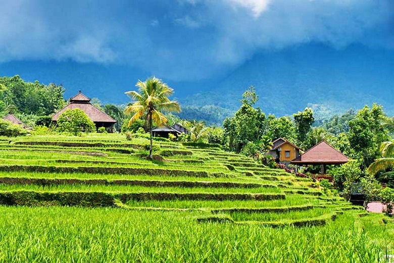 Ruộng bậc thang Tegallalang mùa mưa, lúa xanh mướt, mây thấp giăng ngang