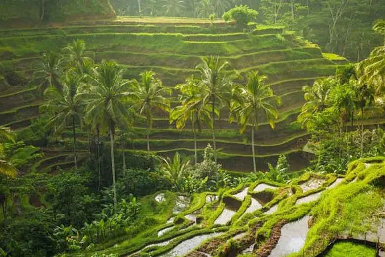 Ruộng bậc thang Tegallalang nhìn từ quán cà phê trên cao vào buổi sáng sớm