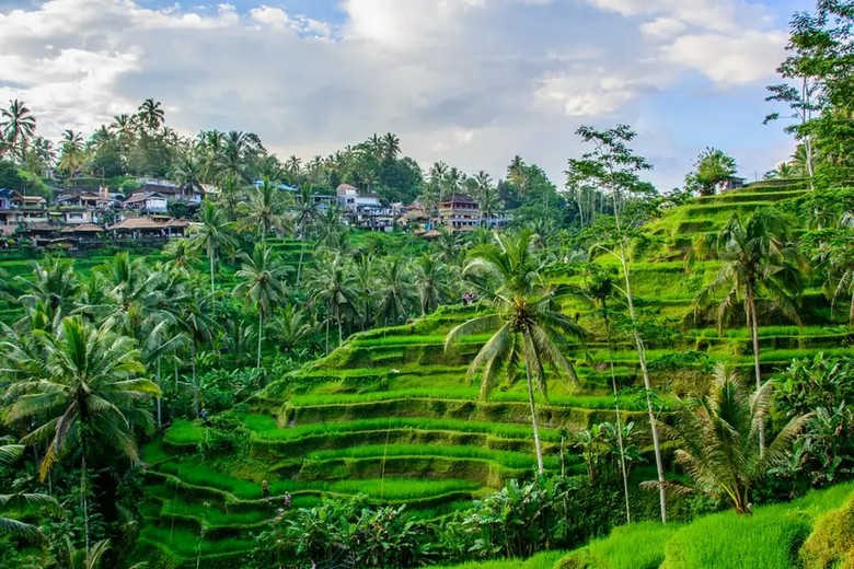Toàn cảnh ruộng bậc thang Tegalalang Ubud Bali nhìn từ trên cao