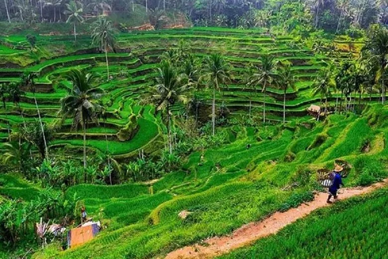 Toàn cảnh ruộng bậc thang Tegallalang nhìn từ trên cao vào buổi sáng sớm