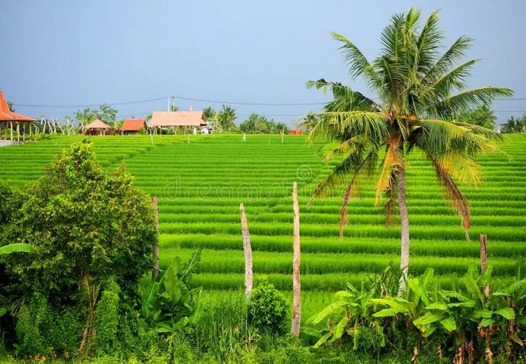 Canggu với view ruộng lúa tại Bali
