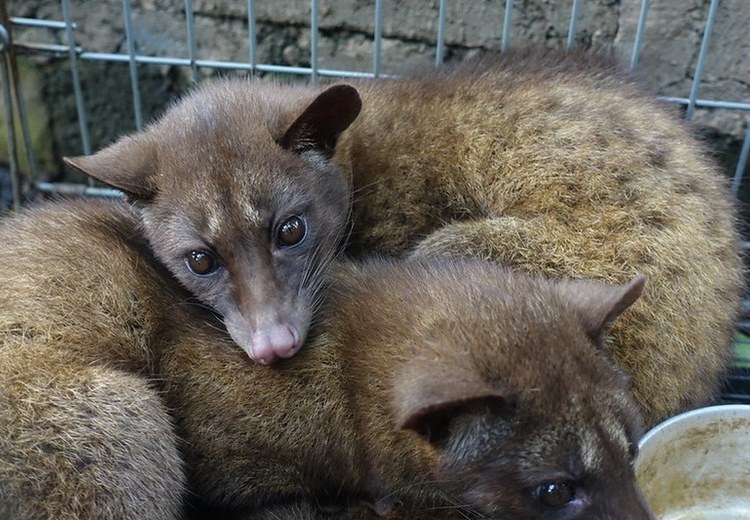 Cầy hương (luwak) được nuôi tại đồn điền cà phê Ubud, Bali