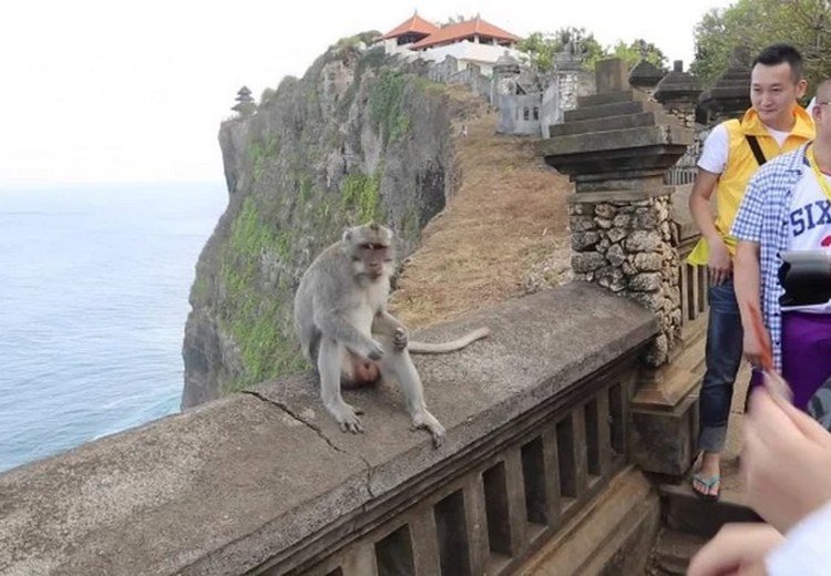 Đàn khỉ tại khuôn viên đền Uluwatu với nền biển phía sau