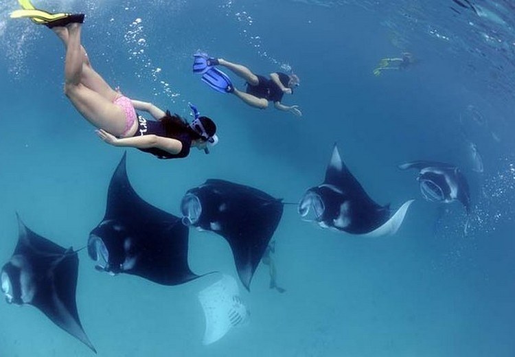 Du khách đang lặn ống thở tại Crystal Bay, rùa biển bơi cạnh người, san hô đầy màu sắc phía dưới