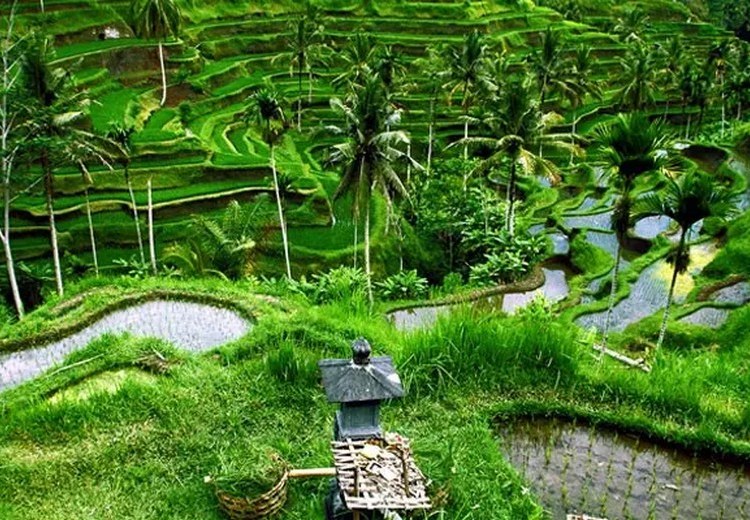 Khách ngồi nghỉ tại ruộng bậc thang Tegallalang, Ubud — cảnh đẹp và không khí mát mẻ