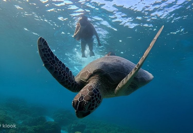 Rùa biển bơi ở khu vực Turtle Point đảo Gili Trawangan
