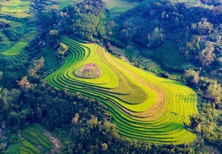 Ruộng bậc thang Tegallalang mùa lúa xanh tháng 10 nhìn từ trên cao
