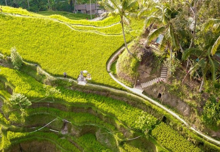 Ruộng bậc thang Tegallalang Ubud nhìn từ trên cao