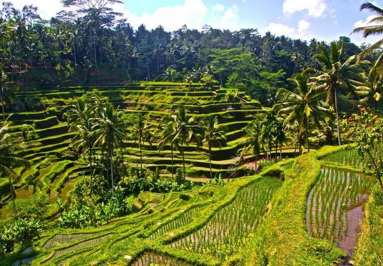 Ruộng bậc thang Tegallalang vào buổi sáng với ánh nắng nhẹ chiếu qua hàng dừa