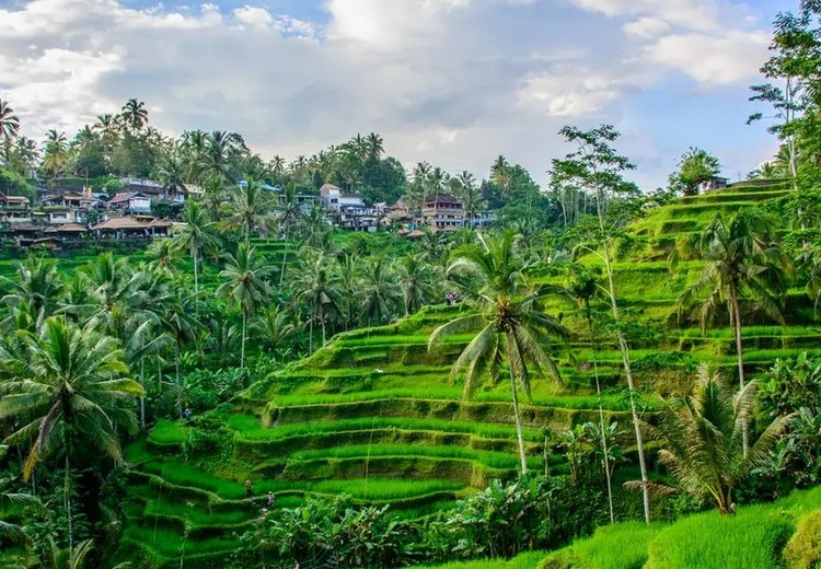 Toàn cảnh ruộng bậc thang Tegalalang Ubud Bali nhìn từ trên cao