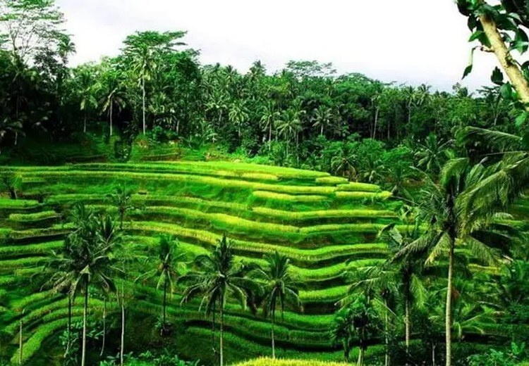 Toàn cảnh ruộng bậc thang Tegallalang buổi sáng sớm, ánh nắng vàng chiếu nghiêng qua các tầng lúa xanh